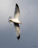 GullFlight-510.jpg