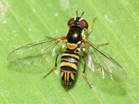 HoverFly3.jpg