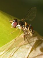 HoverFly2.jpg