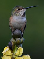 Hummer8.jpg