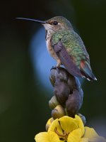 Hummer10.jpg