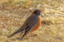 _IVA5024_DxO-1.jpg