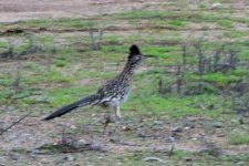 DSC_0684-20200318_218.JPG