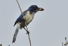 _ROY5879_01.jpg