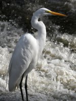 Egret2.jpg