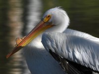 Pelican3.jpg