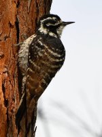 Woodpecker.jpg