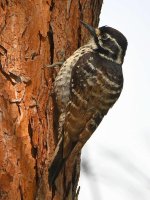 Woodpecker2.jpg