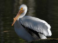 Pelican.jpg