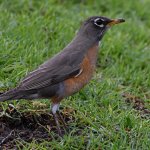 Robin3.jpg