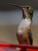Hummer12.jpg
