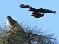 Hawk5.jpg