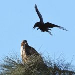 Hawk2.jpg