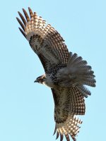 Hawk6.jpg