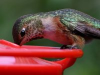 Hummer13.jpg