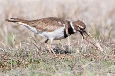 KilldeerWorm-500.jpg