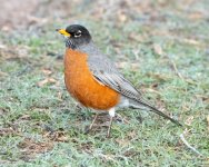 Robin5000-500.jpg