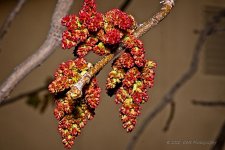 03-24-20-cr_7501949-ON1.jpg