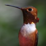 Hummer4.jpg