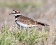 Killdeer-502.jpg