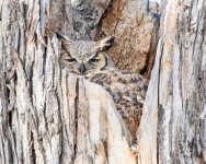 OwlMom-500.jpg