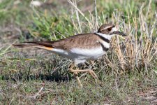 Killdeer-501.jpg