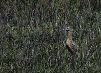 _ROY6345_01.jpg