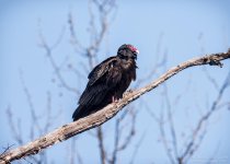 _NIK1494 low res.jpg