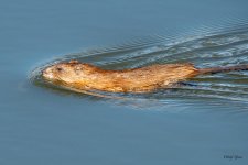 Muskrat-500.jpg