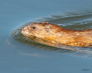 Muskrat-501.jpg
