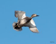 Gadwall-500.jpg