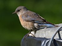 Bluebird2.jpg