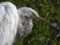 Egret11.jpg