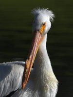 Pelican.jpg