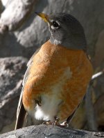 Robin2.jpg