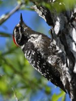Woodpecker.jpg