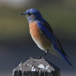 Bluebird4.jpg
