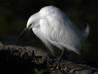 Egret.jpg
