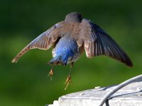 Bluebird3.jpg