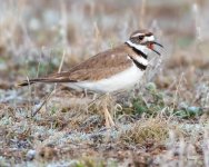 Killdeer-505.jpg