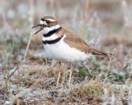 Killdeer-506.jpg