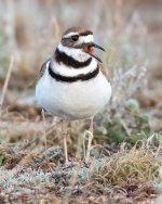 Killdeer-507.jpg