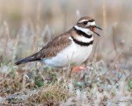 Killdeer-509.jpg