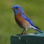Bluebird7.jpg