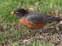 Robin4.jpg