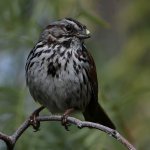 Sparrow5.jpg