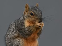 Squirrel3.jpg