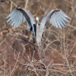 GBHTakeOff-498.jpg