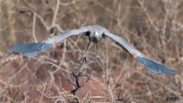 GBHTakeOff-501.jpg