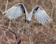 GBHTakeOff-502.jpg